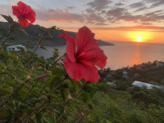 L'hibiscus, ou la fleur qui refuse de se faner
